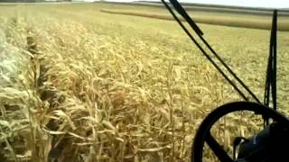 Case IH 2388 combine unloading corn on the go [upl. by Aneetsyrk]