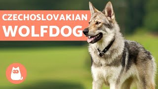 The Czechoslovakian Wolfdog  Everything You Need to Know [upl. by Weintrob]