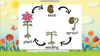 326 Life Cycle of Plants [upl. by Ahoufe494]