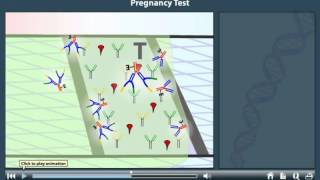 Pregnancy Test Animation  How pregnancy test works [upl. by Litch]