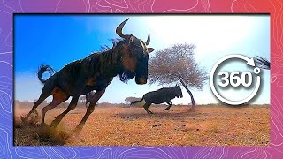 Wildebeest Stampede  Wildlife in 360 VR [upl. by Ayvid]