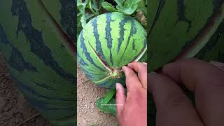 Easy Way To Break Open The Triploid Seedless Watermelon [upl. by Eahcim]