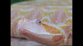 Albino West African Gaboon Vipers Bitis rhinoceros [upl. by Oicor399]