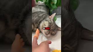 Most Common Cat Names cat kitten catlover cats catvideos catbehavior [upl. by Yrakcaz]