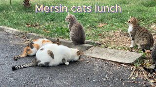 Mersin street cat lunch [upl. by Ahsets]