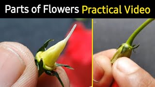 Parts of flower in hindi  फूल के भाग इन हिंदी  Practical based video  Structure amp Part of Flower [upl. by Elletnohs794]