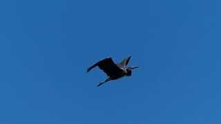 Great Blue Heron Flying on Lake Erie Slow Motion 120 FPS High Speed Video [upl. by Genesa]