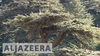 Lebanon launches campaign to save the Cedar tree [upl. by Raffaj]