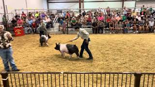 2024 Greene County Fair Crossbred Market Barrow Final Drive Judged by Ryan Rash [upl. by Odnumyer733]