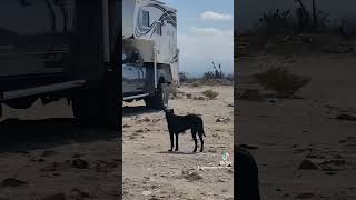 Big Stepping from Baja to British Columbia overland ram cummins camping offroad 4x4 vanlife [upl. by Anh]