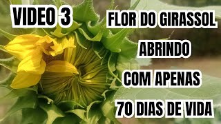 Como Plantar Girassol Pela Semente E Ter Sucesso Nas Flores [upl. by Hceicjow]