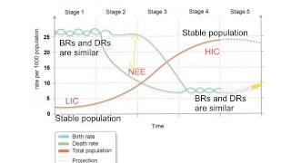 Interpreting the Demographic Transition Model [upl. by Claiborn]