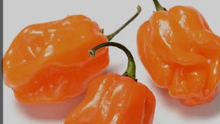 Wash Your Hands after Cutting up Habaneros HOT Peppers 💥 [upl. by Adnorahs]