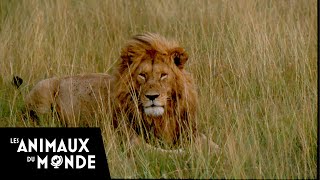 Le gardien des lions  Kenya réserve Maasaï Mara  fous danimaux [upl. by Clawson]