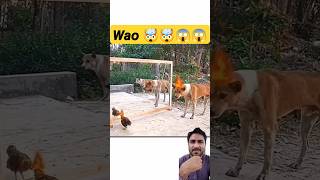 dog funny🤯 dog mirrorprank funny animals comedy pets pranks dogprankdogtrainingviralshorts [upl. by Dettmer105]