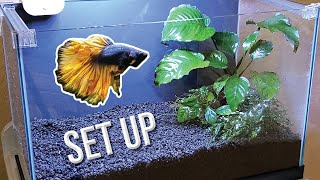 How I Set Up a Planted Betta Tank Detailed Version [upl. by Conlon459]