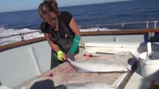 How to fillet a halibut in Alaska [upl. by Aicilanna]