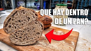 ¿Qué hay dentro de un pan La ciencia detrás del pan [upl. by Bar157]