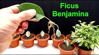 How to grow Ficus Benjamina from single leaf very easy [upl. by Heger600]