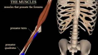 pronation and supination of the forearm [upl. by Ycnuahc]