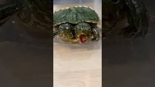 Update on the Two Headed Turtle‼️Part 2 [upl. by Dowzall465]