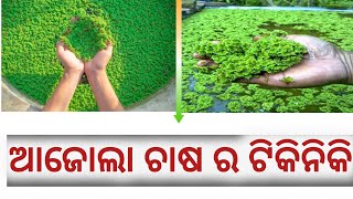 Azolla farming odisha  Azolla cultivation  How to grow azolla [upl. by Anairad]