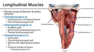 Larynx Pharynx and CST LO 3  Pharyngeal Muscles [upl. by Gainor]