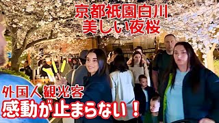 🌸感動が止まらない外国人観光客‼️日本京都の祇園白川の美しい夜桜 Beautiful night cherry blossoms in Kyoto Japan APRIL 2024 [upl. by Iel]