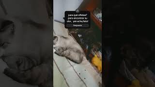 POST 940 cat sus videos han hecho qué los descubra y valorice más [upl. by Aned]