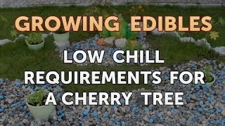 Low Chill Requirements for a Cherry Tree [upl. by Pessa]