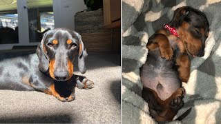 My Miniature Long Haired Funniest amp Cutest Dachshund Puppies [upl. by Attevad]