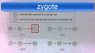 Diploid and Haploid Regents Question [upl. by Nyletak]