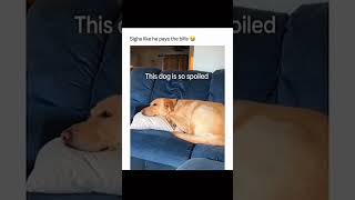 Dogs with 2 braincells part 205 funny lovegoldens funnypets pets petvideos funnyanimals [upl. by Bill]