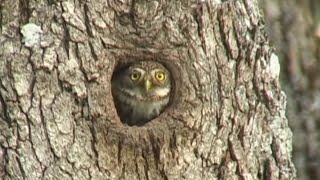 Nesting Pygmy Owls [upl. by Enirahtak]