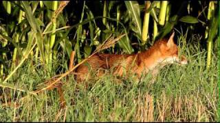 Niedersachsens schlaue Füchse Fuchs auf Streifzug [upl. by Kletter]