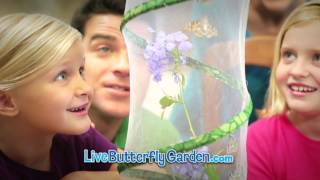 Grow Caterpillars into Butterflies  Live Butterfly Garden  Insect Lore [upl. by Nallid153]