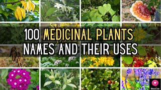 100 Medicinal Plants Names And Their Uses  Blissed Zone [upl. by Aikemot]