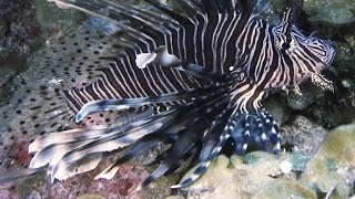 Lionfish Are a Plague Can Training Sharks to Eat Them Work [upl. by Mountfort58]