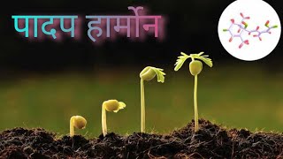 पादप हार्मोन  Plant Harmone  ऑक्सिन  साइटोकाइनिन  जिबरेलिन  एब्सिसिक एसिड  एथिलीन [upl. by Ahserb]