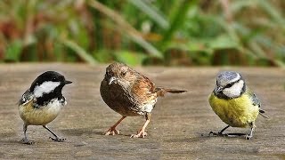 Sons doiseaux de la forêt [upl. by Fredia]