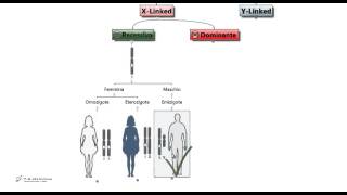 Test Medicina  Malattie X linked ed Y linked [upl. by Inva702]