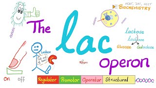 Lac Operon amp Trp operon  Regulator Promotor Operator  A Comprehensive Explanation from A to Z [upl. by Ihana]