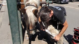 High level craftsmanship farrier forges the horseshoes himself [upl. by Schwenk]