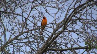 Birding Texas April 2010 Part 6 [upl. by Beekman]