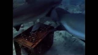 Clip from Shark Documentary 1990s [upl. by Solotsopa]