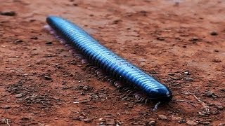 Black Giant Millipede  Disgusting Things [upl. by Naanac]