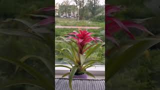 Unveiling the Beauty of Guzmania Lingulata – Stunning Tropical Plants [upl. by Lamprey]