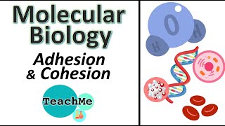 22  Adhesion amp Cohesion  IB Biology  TeachMe [upl. by Atiuqehs]