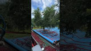 Planting fruit tree seedlings EP70 satisfying short [upl. by Rina]