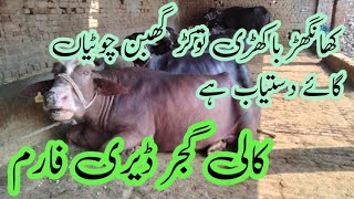 25 June Kali Gujer Dairy Farm khangar Bhakare Thukar cow buffalo Available pakistanjanwarmandi [upl. by Emie]